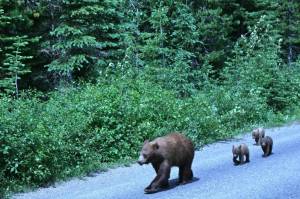 Mama bear and cubs