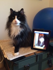 Harry Potter from Anne