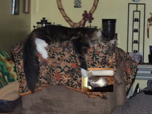 Maximus Van den Eynden