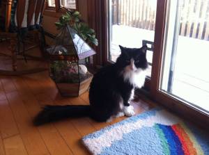 Tuxedo Stan is worried.