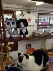 Earl Grey and Tuxedo Stan Minions visiting with one of the Cat Boat residents.