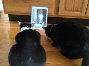 Lace and Limerick Jacobs