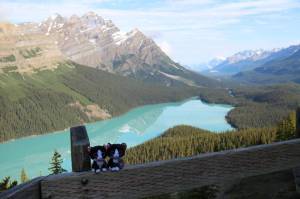 First stop: Peyto Lake viewpoint