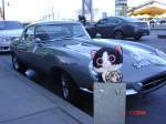 Two cats - a minion and a jaguar
