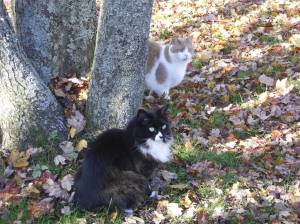 Messrs. Parker & Moon McEvoy