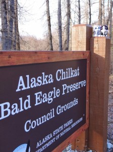 Minions at Chilkat Eagle Preserve, Haines, Alaska