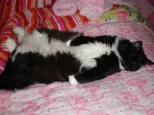 Mr. Simon Grignani # 3