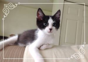 Catopia, here I come!