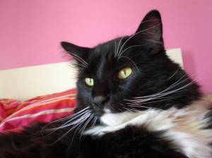 Mr. Simon Grignani # 2