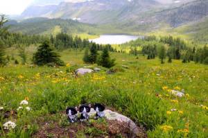 Flowery meadows below Healy Pass