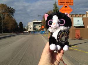 Tuxedo Jacqueline Anne minion beside city hall construction, Surrey, BC