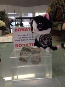 Minon Tuxedo Daisy Mae in Mead, Washington at Cat Tales donation jar