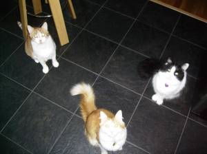 Messrs. Scottie, Blake and Max Scott