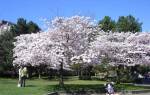 Cherry blossoms, Vancouver