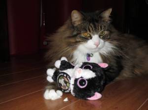 Tuxedo Daisy Mae 09122013 (15)