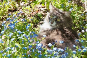 Earl Grey enjoys lying in a field of Forget-Me-Nots