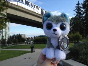 Tuxedo Agatha Elaine in Holland Park, Surrey, BC