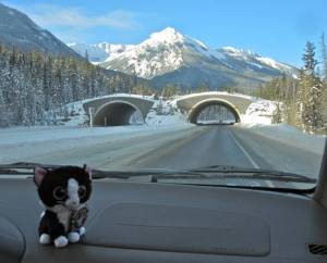 Wildlife overpasses in Banff National Park