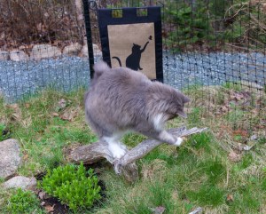 Earl Grey tidies up The Piece of Driftwood for viewing by the public.