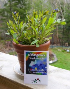 Do you have your Tuxedo Stan's Forget-Me-Nots yet?