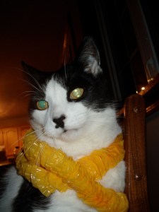 Mr. Casey Kirkland again