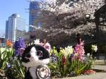 Spring in Vancouver