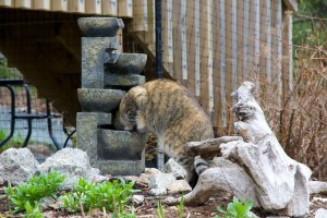 Thelma inspects the water fountain before it is turned on.