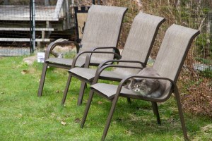 Earl Grey was exhausted after all the excitement! Time for a nap...